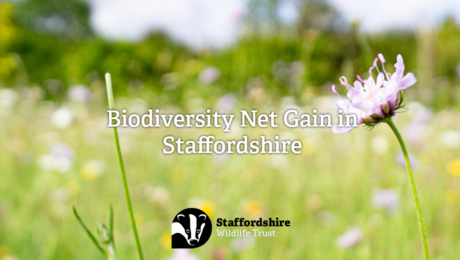 Staffordshire Wildlife's Trust's Biodiversity Net Gain in Staffordshire in flowery background
